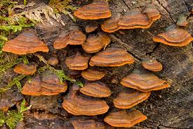 Attēlu rezultāti vaicājumam “Hymenochaete rubiginosa”