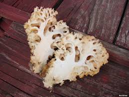 Attēlu rezultāti vaicājumam “Sparassis crispa”