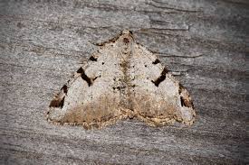 Attēlu rezultāti vaicājumam “Macaria wauaria”