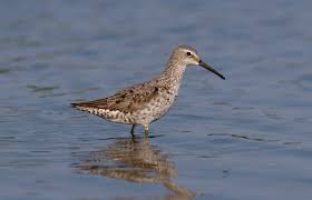Image result for Calidris himantopus