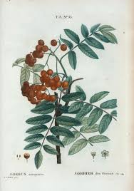 Attēlu rezultāti vaicājumam “Sorbus aucuparia”