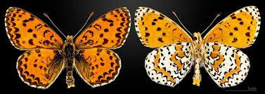 Attēlu rezultāti vaicājumam “Melitaea didyma male”