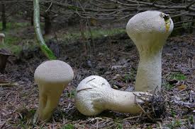 Attēlu rezultāti vaicājumam “Calvatia excipuliformis”