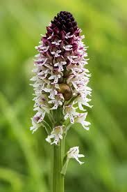 Attēlu rezultāti vaicājumam “Orchis ustulata”