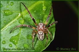 Attēlu rezultāti vaicājumam “Larinioides cornutus male”