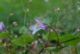 Attēlu rezultāti vaicājumam “Cymbalaria muralis”
