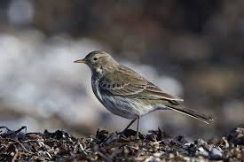 Image result for Anthus spinoletta