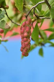 Attēlu rezultāti vaicājumam “Magnolia kobus fruit”