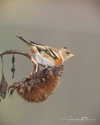 Attēlu rezultāti vaicājumam “Fringilla montifringilla”