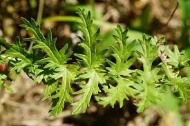 Image result for Filipendula vulgaris