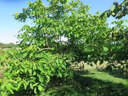 Attēlu rezultāti vaicājumam “Juglans x sinensis fruit”