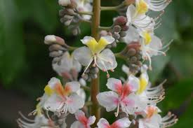 Attēlu rezultāti vaicājumam “Aesculus”