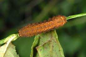 Attēlu rezultāti vaicājumam “Diarsia brunnea”