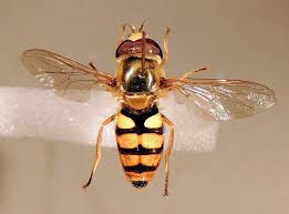 Attēlu rezultāti vaicājumam “Eupeodes corollae”