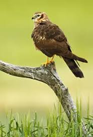 Attēlu rezultāti vaicājumam “Circus pygargus adult”