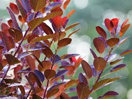 Attēlu rezultāti vaicājumam “Cotinus coggygria leaf”