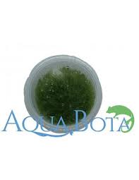 Attēlu rezultāti vaicājumam “Amblystegium serpens macro”