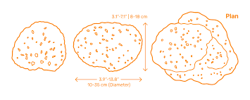 Attēlu rezultāti vaicājumam “Spongia”