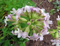 Attēlu rezultāti vaicājumam “Saponaria officinalis leaf”