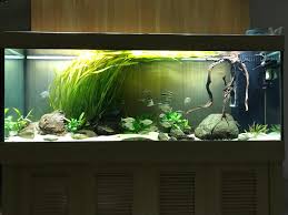 「水蘭」的圖片搜尋結果