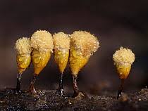 Attēlu rezultāti vaicājumam “Hemitrichia calyculata spores”