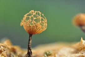 Attēlu rezultāti vaicājumam “Cribraria rufa”