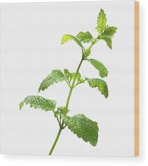 Attēlu rezultāti vaicājumam “Melissa officinalis”