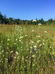 Attēlu rezultāti vaicājumam “Rhynchospora alba”