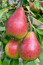 Attēlu rezultāti vaicājumam “Pyrus communis fruit”