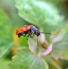 Attēlu rezultāti vaicājumam “Alleculidae”
