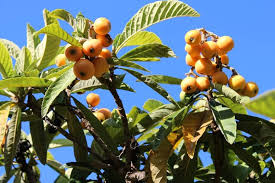 Attēlu rezultāti vaicājumam “Libanotis montana fruit”