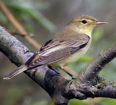 Attēlu rezultāti vaicājumam “Hippolais icterina adult”