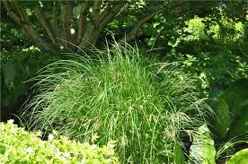 Attēlu rezultāti vaicājumam “Carex acutiformis leaf”