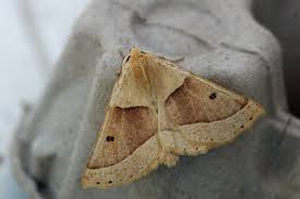 Attēlu rezultāti vaicājumam “Crocallis elinguaria”