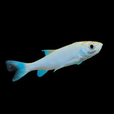 Attēlu rezultāti vaicājumam “Leuciscus idus”