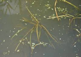 Attēlu rezultāti vaicājumam “Potamogeton compressus”