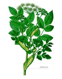 Attēlu rezultāti vaicājumam “Angelica palustris”