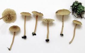 Attēlu rezultāti vaicājumam “Lichenomphalia umbellifera”