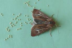 Attēlu rezultāti vaicājumam “Cerapteryx graminis”