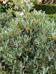 Attēlu rezultāti vaicājumam “Salix lapponum”