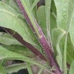 Attēlu rezultāti vaicājumam “Berteroa incana fruit”