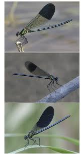 Attēlu rezultāti vaicājumam “Calopteryx splendens”