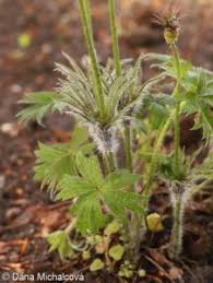 Attēlu rezultāti vaicājumam “Pulsatilla patens fruit”