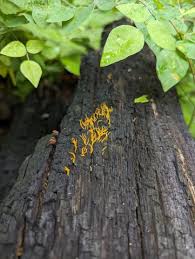 Attēlu rezultāti vaicājumam “Calocera cornea”