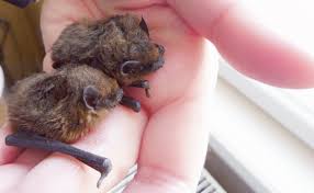 Attēlu rezultāti vaicājumam “Pipistrellus pygmaeus”