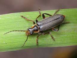 Attēlu rezultāti vaicājumam “Cantharis nigricans”