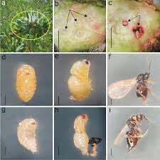 Attēlu rezultāti vaicājumam “Aulacidea hieracii”