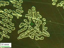 Картинки по запросу ...ЃРёРЅС‚РµР·Р°С‚РѕСЂ