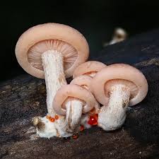 Attēlu rezultāti vaicājumam “Datronia mollis”