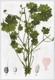 Attēlu rezultāti vaicājumam “Geranium molle”